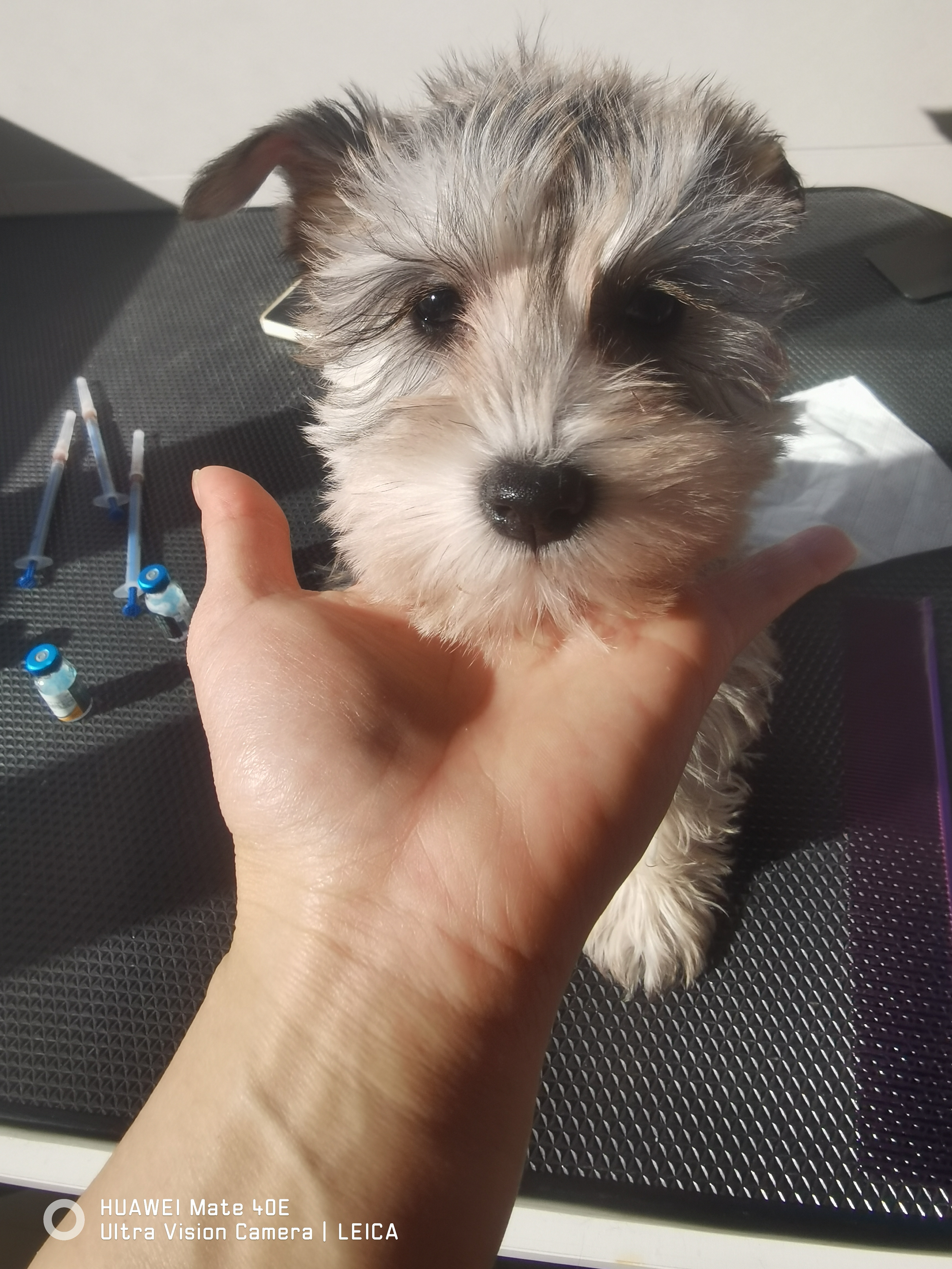 雪纳瑞幼犬 3个月 会吃狗粮 会定点上厕所
新手玩家的首选